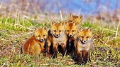 Cute red fox cubs - backiee