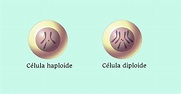 Células haploide e diploide - Toda Matéria