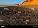 Torrey Pines State Beach, Del Mar, San Diego County, Kalifornien ...