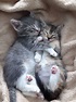 Magical Nature Tour • Kittens cuddling by ledrobster ~ Sweet Dreams ...