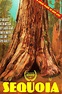 Sequoia (2014) — The Movie Database (TMDB)