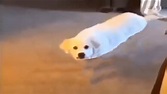 CURSED DOG - YouTube