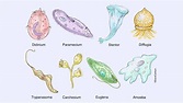 Protozoa Definition, Classification, Characteristics, Structure ...