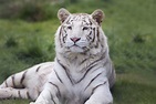 What Predators Eat White Tigers? - Joy of Animals
