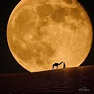 Luna en el desierto | Earth pictures, Full moon, Beautiful moon