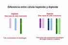 Diferencia entre célula haploide y diploide