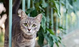 Stray Cats and Feral Cats: How to Help Community Cats | BeChewy