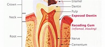 Tooth Pulp Important Functions - Port Coquitlam Dentist | Encore Dental ...