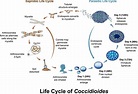 Coccidioidomycosis - Wikipedia