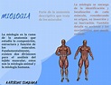 Miologia-Simbaña - todo sobre las articulaciones del cuerpo humano ...