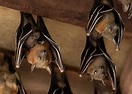 19 of the Cutest Bat Species