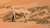 Camel Watch And Run Quick Stock Footage Video 601333 - Shutterstock