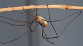 How a Daddy Long Legs Harvestman Grows Such Strange Legs - The New York ...