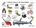 Animal Groups | SCIENCE EDUs NOTE