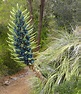 Puya Plants: Unearthly Delights in the Garden - Dengarden