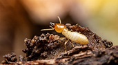 How to Get Rid of Termites: The Ultimate Guide to DIY Termite Treatment