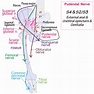 Gross Anatomy Glossary: Pudendal nerve | Draw It to Know It