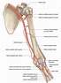 artérias do membro superior | Anatomia online, Anatomia, Escola de medicina