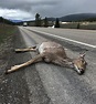 Rules of the roadkill | Outdoors News | idahopress.com