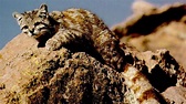 Reapareció el gato andino en la Reserva de Villavicencio - MDZ Online