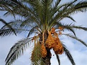 8 especies de palmeras Phoenix para decorar tu jardín | Jardineria On