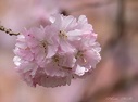 HANAMI - Zeit der Kirschblüten Foto & Bild | fotos, spezial, bäume ...