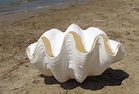 mother nature: The world's largest pearl remain hidden under a bed for ...