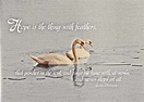 Top 30 Quotes and Sayings about "SWANS" | inspiringquotes.us