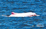保育白海豚 陸擴保護區 台結合教育 - 焦點新聞 - 旺報