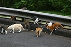 Can Dogs Catch Diseases From Stray Cats
