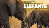 Ver Elefante | Película completa | Disney+