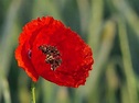 Poppy Flower Meaning and Symbolism - Symbol Sage