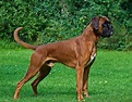 Todo sobre el perro Bóxer Alemán (Perro): Precios, tipos, carácter ...