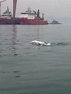 瀕絕中華白海豚 金廈海域頻繁現蹤 - 生活 - 中時