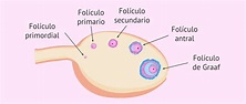 ¿Qué es la foliculogénesis y cuáles son sus etapas?