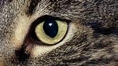 Katzen: Katzenauge - Katzen - Haustiere - Natur - Planet Wissen