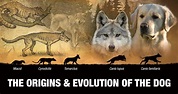 Origins & Evolution Of The Dog (Generation After Generation)