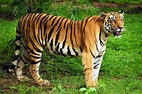 Tigre - ecologia, características, subespécies e fotos de tigres ...