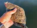 Floundering around the Chesapeake Bay - Bay Weekly