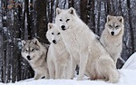 wolf, Wildlife, Animals, Snow Wallpapers HD / Desktop and Mobile ...