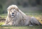 The Mane Attraction": Rare White Lion Moya Stuns with Magnificent Locks ...