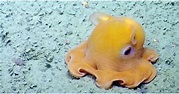 Adorable And Rare "Dumbo" Octopus Shows Off For The Camera