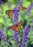 Selective Focus Photography of Group of Monarch Butterflies Perching on ...