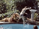 Melanie Griffith's Pet Lion - Pamoja Safaris