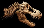 Los paleontólogos han descubierto una nueva especie de dinosaurio con los diminutos brazos de T. Rex