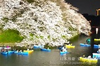 東京千鳥淵公園景點介紹！千鳥淵櫻花美景！千鳥淵護城河綠道賞櫻！日本東京櫻花絕景！東京絕景【日本漫遊】