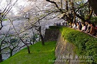 東京千鳥淵公園景點介紹！千鳥淵櫻花美景！千鳥淵護城河綠道賞櫻！日本東京櫻花絕景！東京絕景【日本漫遊】