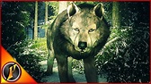 Night Hunting Wolves in Search of a Diamond - YouTube