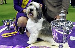 Westminster Dog Show: Best in Show winner Buddy Holly the PBGV photos