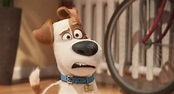 The Secret Life of Pets A Hilarious Family Movie Night | HuffPost